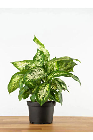 Videolu Difenbahya Fidanı 1 Adet Saksılı 20-40cm Ev Salon Ofis Bitkisi (DİEFFENBACHİA)