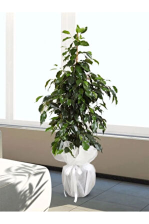 Benjamin Bitkisi Salon Bitkisi