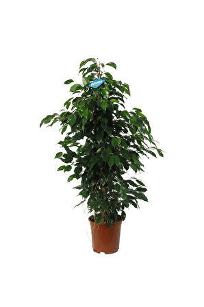 Benjamin Bitkisi Salon Bitkisi