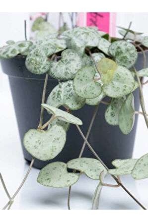 Videolu Kalp Kalbe Karşı Bitkisi 1 Adet Saksılı 20-40cm Iç Mekan Salon Bitkisi (CEROPEGİA WOODİİ)