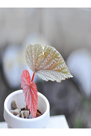 Kampanyalı Çilli Begonya Yerli 14.5 Saksıda Dolgun Formlu Iç Mekan Bitkisi
