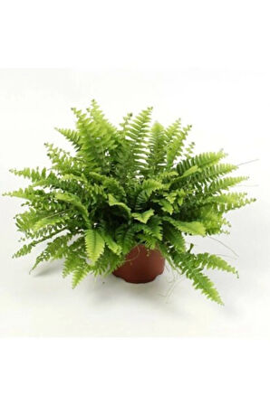 Aşk Merdiveni - Fujer