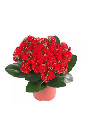 Kalanşo Çiçeği Kalanchoe Çiçeği Bitki Ev Ofis Bitkisi Kırmızı 20-25 Cm