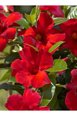 Videolu Kırmızı Mandavilla Sarmaşıgı 1 Adet Saksılı/ Tüplü 40-60 Cm Bahçe Teras Bitkisi