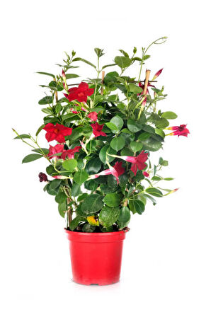 Videolu Kırmızı Mandavilla Sarmaşıgı 1 Adet Saksılı/ Tüplü 40-60 Cm Bahçe Teras Bitkisi