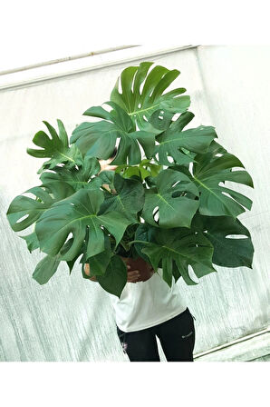 Monstera/deve Tabanı Dolgun Form
