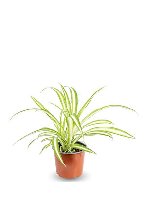 Kurdele Çiçeği Chlorophytum Comosum