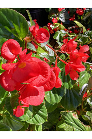 Videolu Kırmızı Begonya Çiçeği 1 Adet 20-40 Cm Saksılı Ev Salon Iç Mekan Bitkisi (BEGONİA)