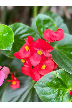 Videolu Kırmızı Begonya Çiçeği 1 Adet 20-40 Cm Saksılı Ev Salon Iç Mekan Bitkisi (BEGONİA)