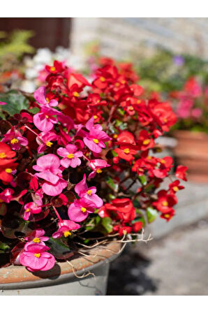 Videolu Kırmızı Begonya Çiçeği 1 Adet 20-40 Cm Saksılı Ev Salon Iç Mekan Bitkisi (BEGONİA)