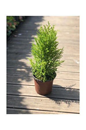 Limon Çamı (limon Servi) 40-60 Cm