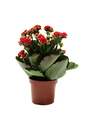 Videolu Kırmızı Kalanchoe Çiçeği Kalanşo 1 Adet Saksılı 15-25cm Iç Mekan Ev Ofis Bitkisi