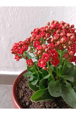 Videolu Kırmızı Kalanchoe Çiçeği Kalanşo 1 Adet Saksılı 15-25cm Iç Mekan Ev Ofis Bitkisi