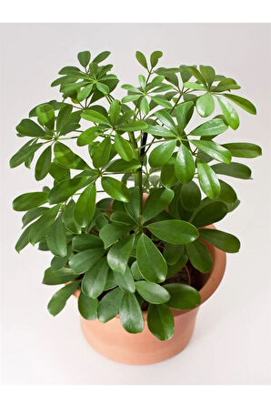 Videolu Yeşil Tek Dal Şeflara Fidanı 1 Adet Saksılı 80-100cm Iç Mekan Bitkisi (SCHEFFLERA)