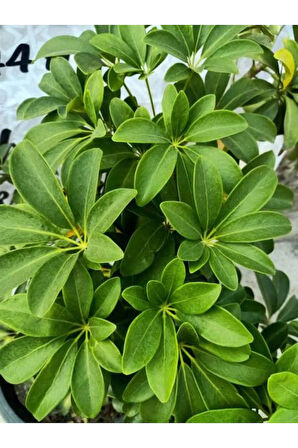 Videolu Yeşil Tek Dal Şeflara Fidanı 1 Adet Saksılı 80-100cm Iç Mekan Bitkisi (SCHEFFLERA)