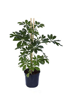 Videolu Yeşil Tek Dal Şeflara Fidanı 1 Adet Saksılı 80-100cm Iç Mekan Bitkisi (SCHEFFLERA)