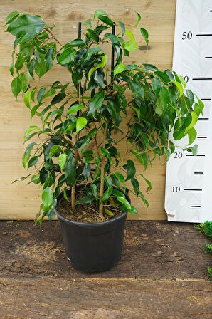 Benjamin Bitkisi Salon Bitkisi 60 cm