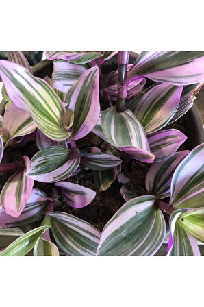 Videolu Telgraf Çiçeği Pembe Yeşil Beyaz Renkli 1 Adet Saksılı 25-35 Cm Iç Mekan Bitkisi