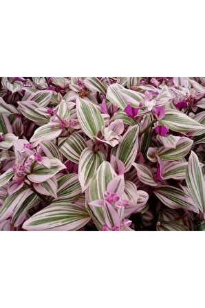 Videolu Telgraf Çiçeği Pembe Yeşil Beyaz Renkli 1 Adet Saksılı 25-35 Cm Iç Mekan Bitkisi