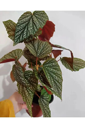 Videolu Çiçekli Çilli Begonya 1 Adet Saksılı 20-30cm Iç Mekan Ev Salon Bitkisi(BEGONİA CORALLİNA)