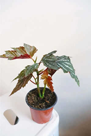 Videolu Çiçekli Çilli Begonya 1 Adet Saksılı 20-30cm Iç Mekan Ev Salon Bitkisi(BEGONİA CORALLİNA)