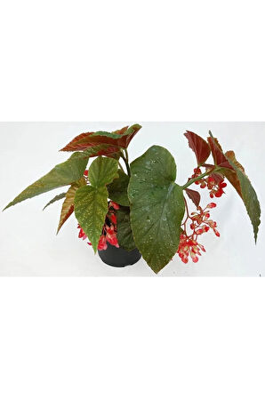 Videolu Çiçekli Çilli Begonya 1 Adet Saksılı 20-30cm Iç Mekan Ev Salon Bitkisi(BEGONİA CORALLİNA)