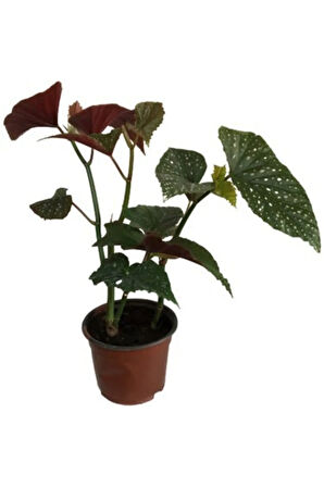 Videolu Çiçekli Çilli Begonya 1 Adet Saksılı 20-30cm Iç Mekan Ev Salon Bitkisi(BEGONİA CORALLİNA)