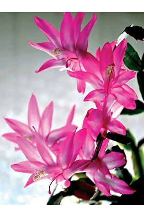 Videolu Yılbaşı Çiçeği Karışık Renk 3 Adet Saksıda 10-15cm Iç Mekan Bitkisi (SCHLUMBERGERA PURPLE)