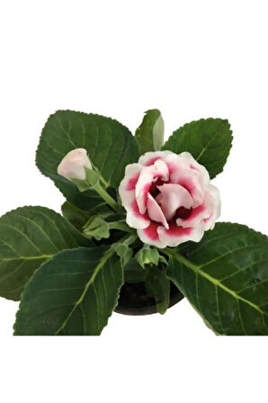 Videolu Bardak Menekşesi Pembe-beyaz Çiçekli 1 Adet Saksılı 10-20cm Salon Teras Bitkisi ( Gloxinia)