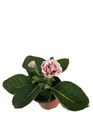 Videolu Bardak Menekşesi Pembe-beyaz Çiçekli 1 Adet Saksılı 10-20cm Salon Teras Bitkisi ( Gloxinia)