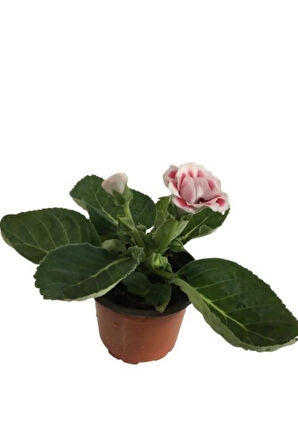 Videolu Bardak Menekşesi Pembe-beyaz Çiçekli 1 Adet Saksılı 10-20cm Salon Teras Bitkisi ( Gloxinia)