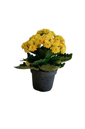 Videolu Sarı Renk Kalanşo Çiçeği 1 Adet Saksılı 10-20cm Iç Mekan Salon Bitkisi (KALANCHOE)