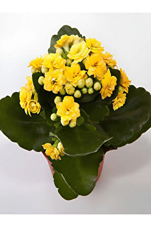 Videolu Sarı Renk Kalanşo Çiçeği 1 Adet Saksılı 10-20cm Iç Mekan Salon Bitkisi (KALANCHOE)