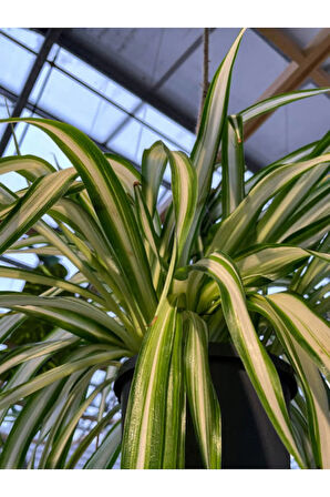 Videolu Alacalı Kurdele Çiçeği 1 Adet Saksılı/ Tüplü 20-30cm Iç Mekan Ofis Bitkisi (CHLOROPHYTUM)