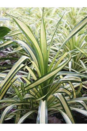 Videolu Alacalı Kurdele Çiçeği 1 Adet Saksılı/ Tüplü 20-30cm Iç Mekan Ofis Bitkisi (CHLOROPHYTUM)