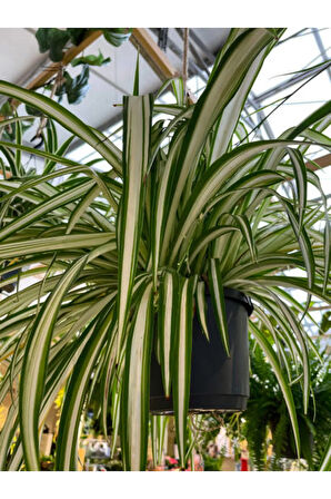 Videolu Alacalı Kurdele Çiçeği 1 Adet Saksılı/ Tüplü 20-30cm Iç Mekan Ofis Bitkisi (CHLOROPHYTUM)