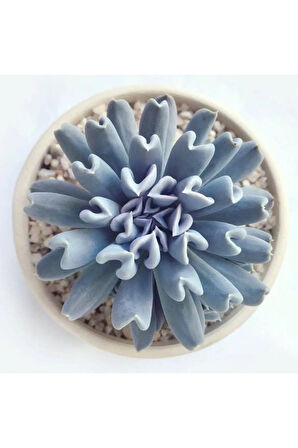 Videolu Sukulent Echeveria Runyonii Topsy Turvy Bitkisi 1 Adet Saksılı 5-10cm Salon Bitkisi