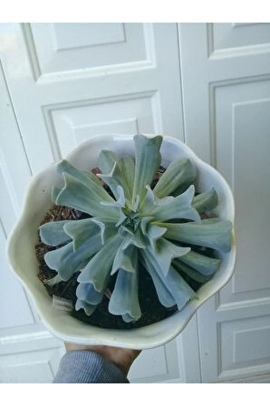 Videolu Sukulent Echeveria Runyonii Topsy Turvy Bitkisi 1 Adet Saksılı 5-10cm Salon Bitkisi