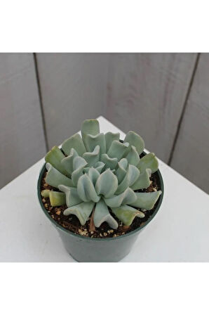 Videolu Sukulent Echeveria Runyonii Topsy Turvy Bitkisi 1 Adet Saksılı 5-10cm Salon Bitkisi
