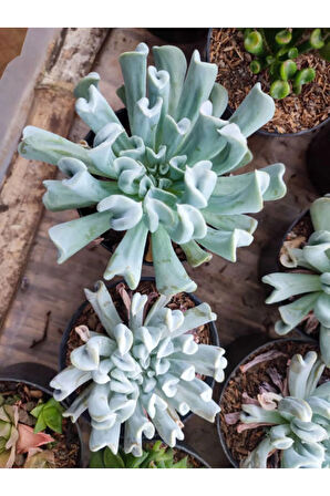 Videolu Sukulent Echeveria Runyonii Topsy Turvy Bitkisi 1 Adet Saksılı 5-10cm Salon Bitkisi