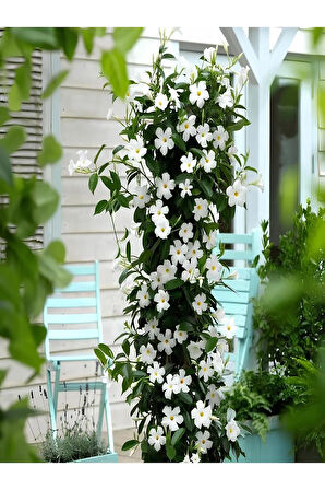Videolu Beyaz Mandavilla Sarmaşık 1 Adet Saksılı/tüplü 40-60cm Bahçe Teras Bitkisi