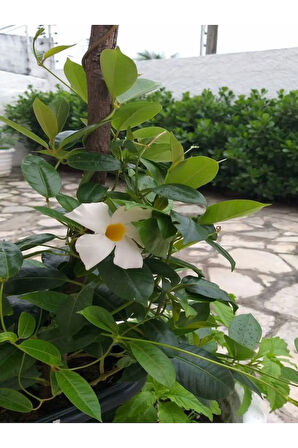 Videolu Beyaz Mandavilla Sarmaşık 1 Adet Saksılı/tüplü 40-60cm Bahçe Teras Bitkisi