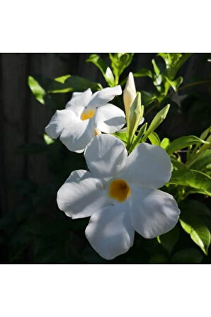 Videolu Beyaz Mandavilla Sarmaşık 1 Adet Saksılı/tüplü 40-60cm Bahçe Teras Bitkisi