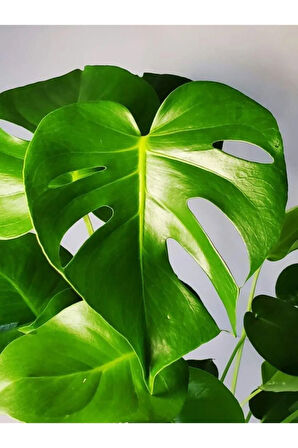 Videolu Deve Tabanı 1 Adet Saksılı 60-85 Cm Iç Mekan Salon Ofis Bitkisi (MONSTERA DELİCİOUS)