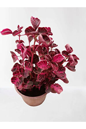 Iresine Herbstii -çingene Şalvarı Çiçeği Yaprak Güzeli Çiçeği Iç Mekan Bitkisi