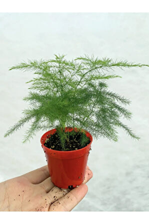 Videolu Tül Kuşkonmazı 1 Adet Saksılı/ Tüplü 10-15cm Iç Mekan Salon Bitkisi (ASPARAGUS SETACEUS)