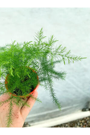 Videolu Tül Kuşkonmazı 1 Adet Saksılı/ Tüplü 10-15cm Iç Mekan Salon Bitkisi (ASPARAGUS SETACEUS)
