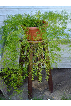 Videolu Tül Kuşkonmazı 1 Adet Saksılı/ Tüplü 10-15cm Iç Mekan Salon Bitkisi (ASPARAGUS SETACEUS)