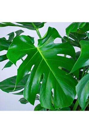 Videolu 1 Adet Deve Tabanı Çiçeği Bitkisi 40-50 Cm Saksılı Iç Mekan Bitkileri Monstera Deliciosa