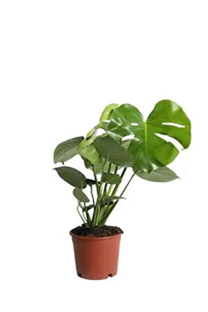 Videolu 1 Adet Deve Tabanı Çiçeği Bitkisi 40-50 Cm Saksılı Iç Mekan Bitkileri Monstera Deliciosa